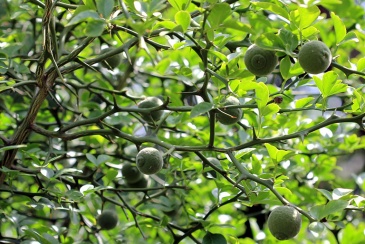 Bài thuốc trị bệnh từ dược liệu Chỉ xác